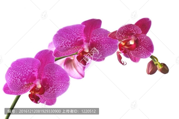 白色背景的蘭花。