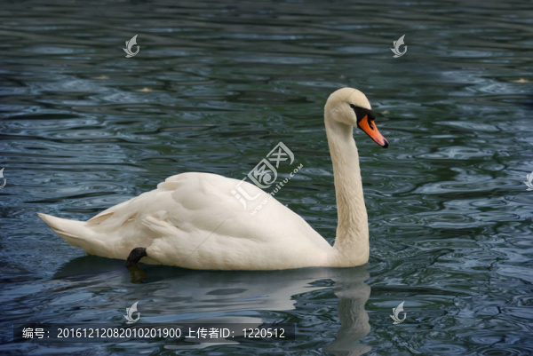天鵝湖