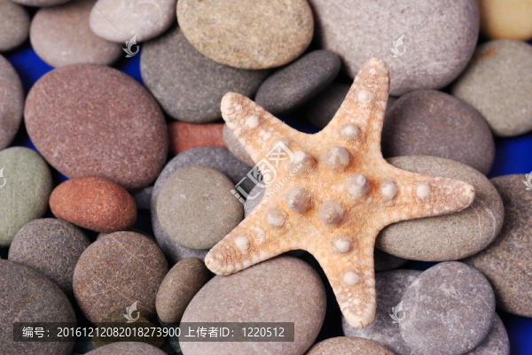 海星