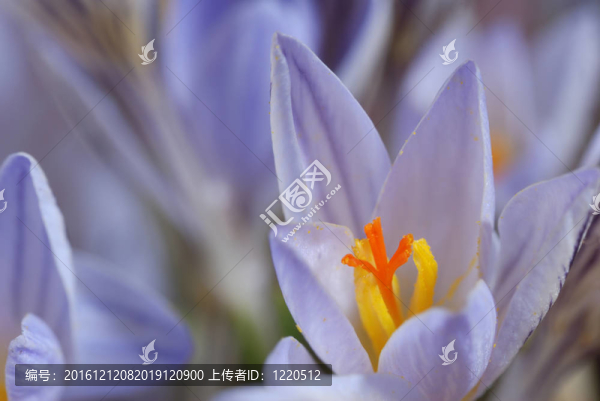 雪花蓮