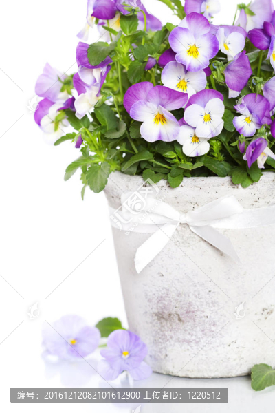 中提琴的花