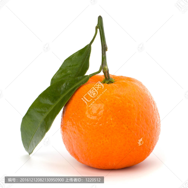 成熟的美味的Tangerine夜店