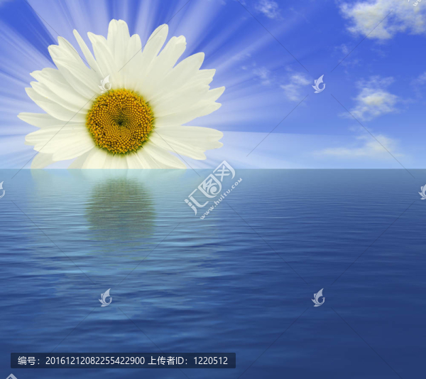 日出甘菊