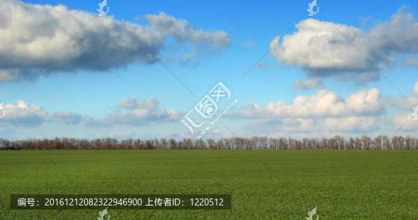 綠色的田野