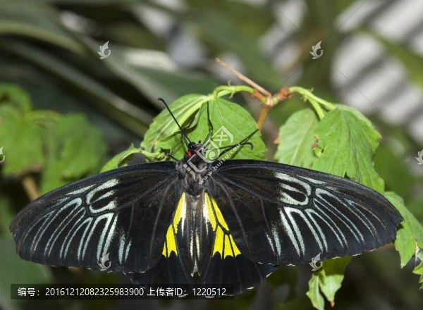 蝴蝶與綠葉