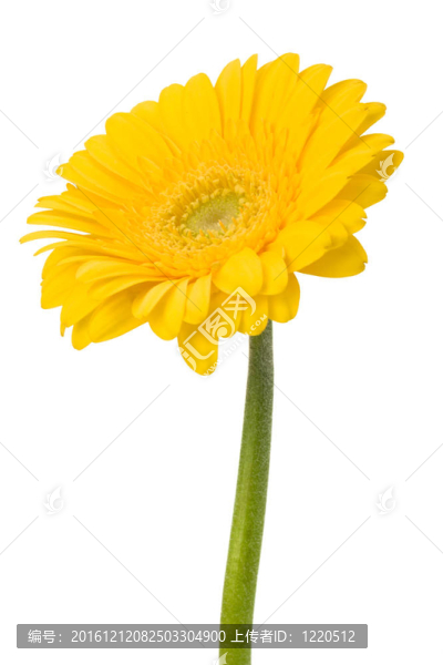 美麗的雛菊非洲菊