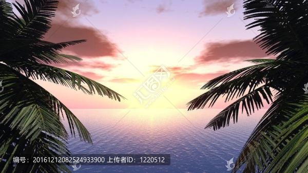 棕櫚樹枝條背景下的日落