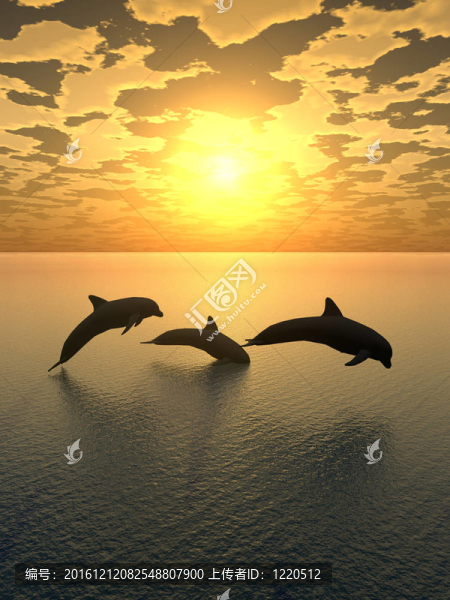 黃sunset_2海豚