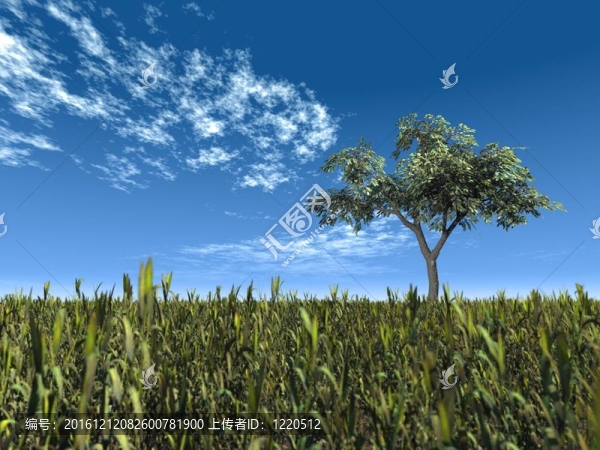 一棵樹(shù)