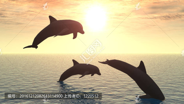 海豚
