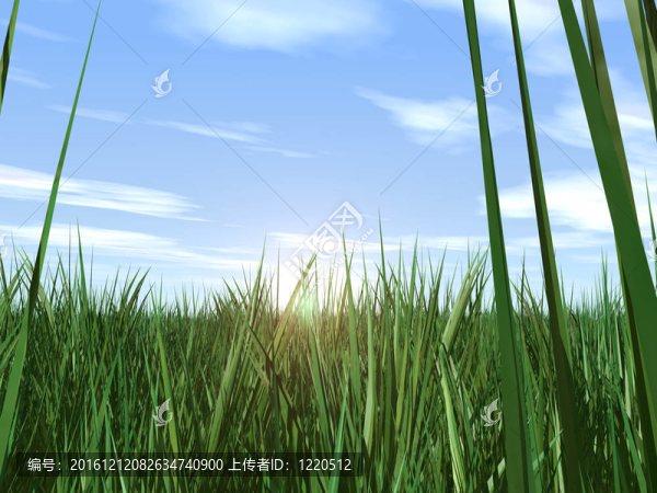 草