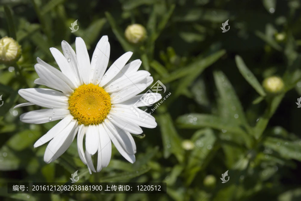 2甘菊露水