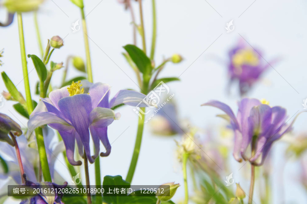 春天的花朵