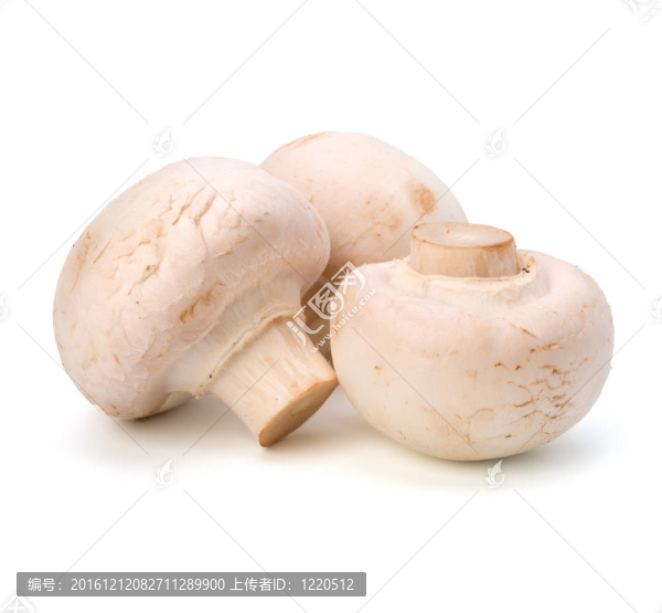 香菇蘑菇