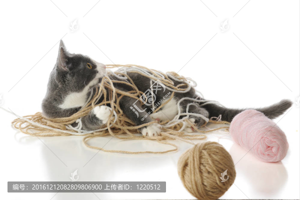 小貓玩