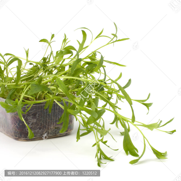 龍蒿調(diào)味
