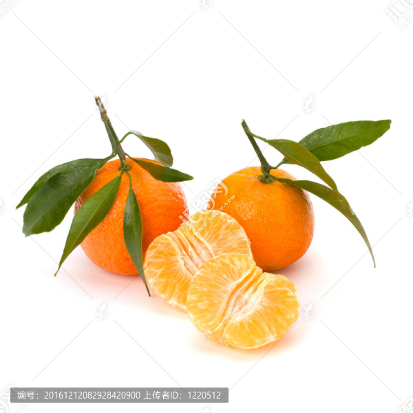 橘子收成時