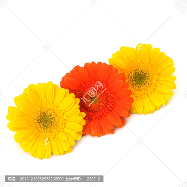 美麗的雛菊非洲菊