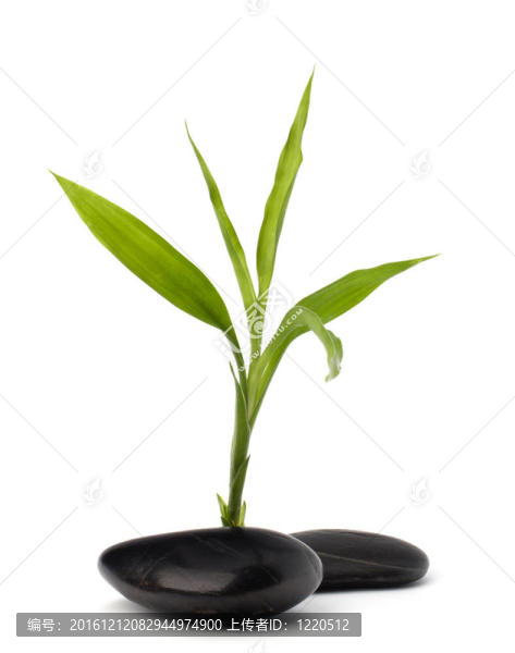 水療與保健概念。