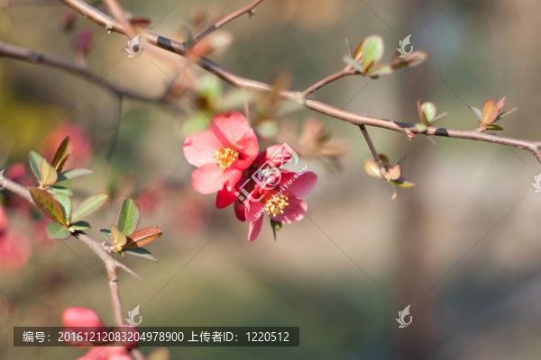 紅色的花
