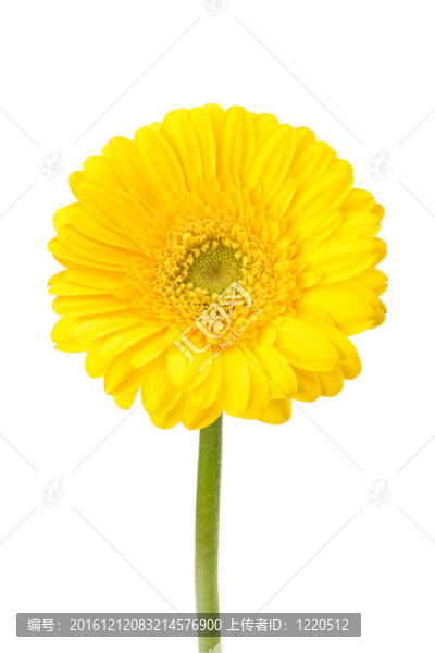 美麗的雛菊非洲菊