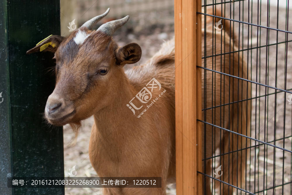 一只小山羊