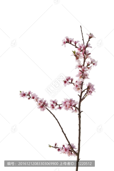 可愛的明亮高調(diào)圖象春天的櫻花樹細(xì)節(jié)白色隔離