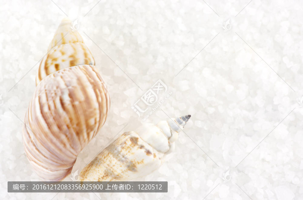 在沐浴鹽的貝殼