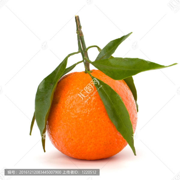成熟的美味的Tangerine夜店