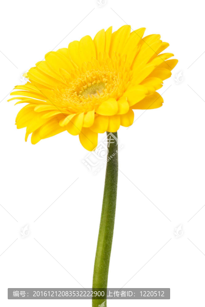 美麗的雛菊非洲菊