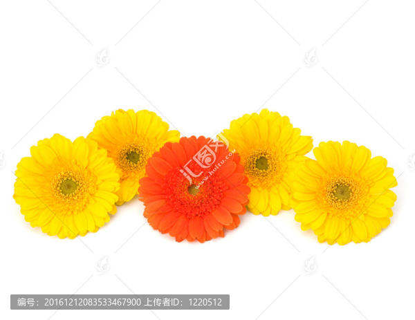 美麗的雛菊非洲菊