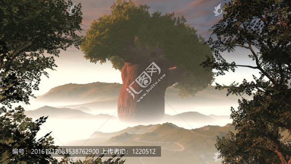 大霧中的大樹