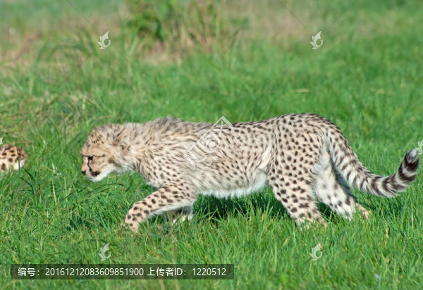 獵豹幼崽覓食