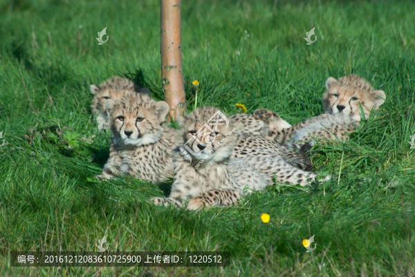 獵豹幼崽休息