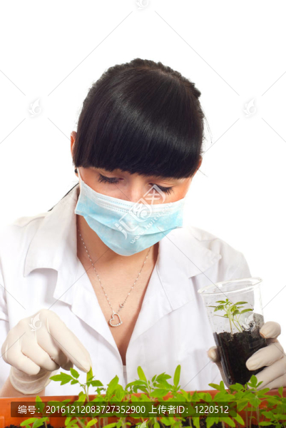 種植番茄的農(nóng)業(yè)科學(xué)家