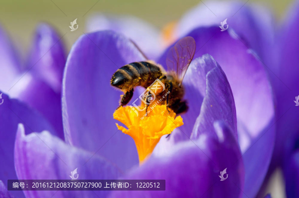 蜜蜂采集花蜜