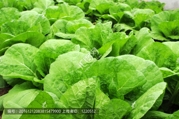 大白菜