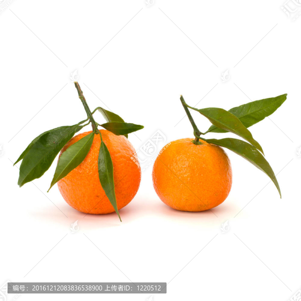 橘子收成時