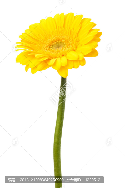 美麗的雛菊非洲菊