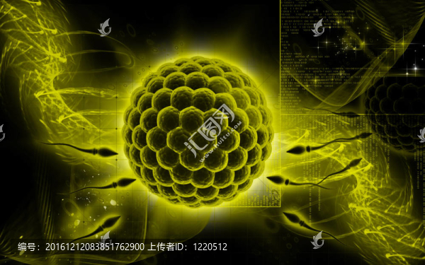 精子和卵子
