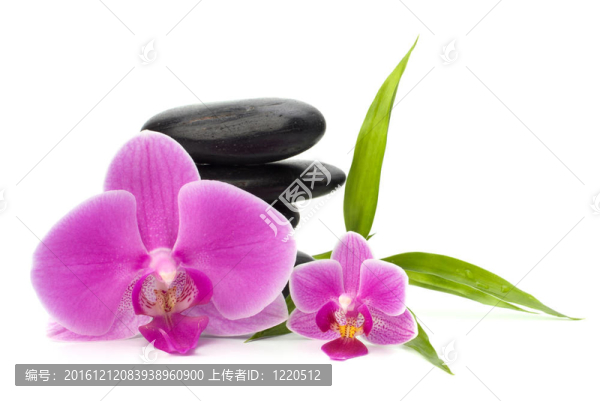 禪意平衡。水療與保健概念。
