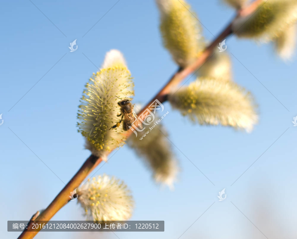 美麗的褪色柳花和蜜蜂