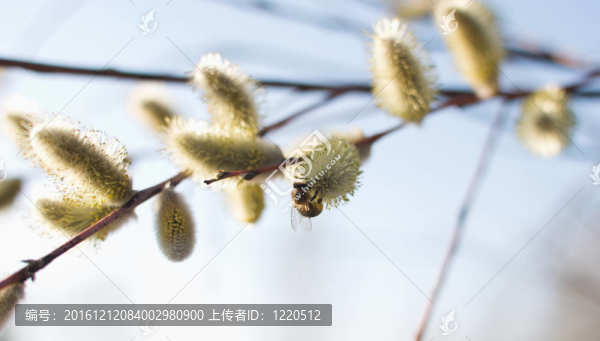 美麗的褪色柳花和蜜蜂
