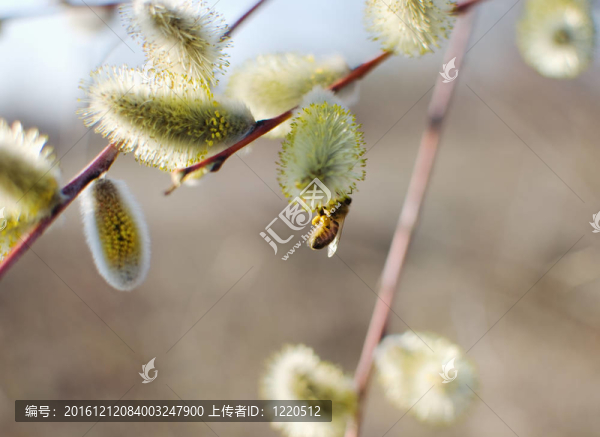 美麗的褪色柳花和蜜蜂