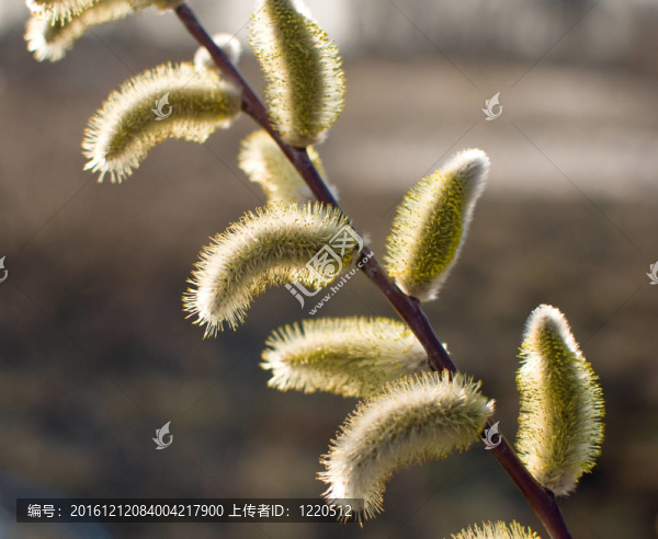美麗的褪色柳花