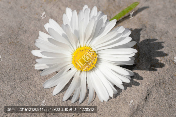 石頭上的雛菊