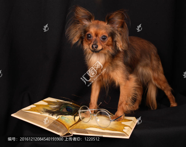 狗讀這本書