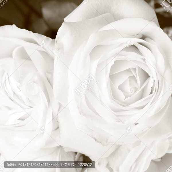 白薔薇