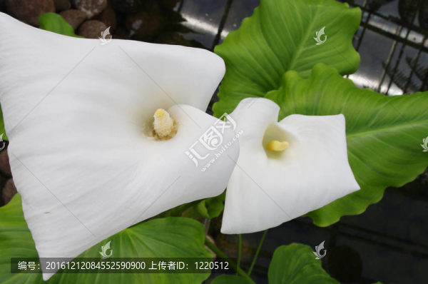 馬蹄蓮在黑暗的水