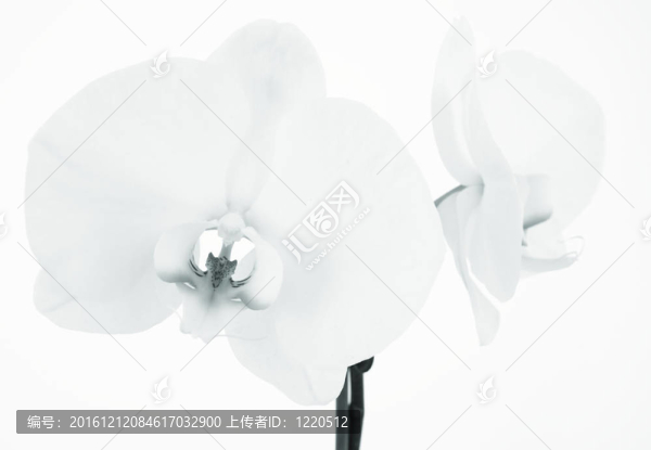 蘭花花